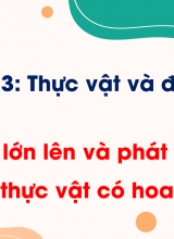 Bài 9 Sự lớn lên và phát triển của thực vật có hoa